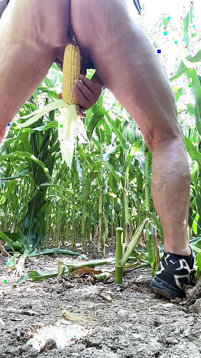 Cornfield