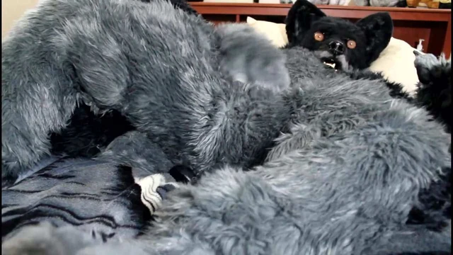 Fursuitter cumming