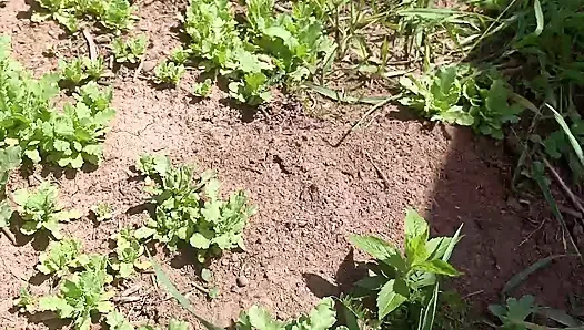 Киска писает грязную грязную для ухода за мусором