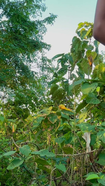 Desi young solo boy masturbating in jungle | Clip 3