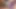 How it feels to wear laces - Masturbation and pulsating orgasm - Cumshot from the top and replay at the end