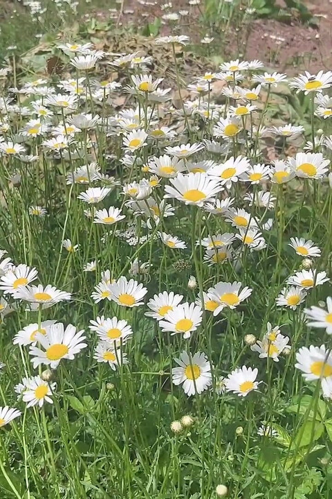 Piss for Gardend on the Grass Beautifull