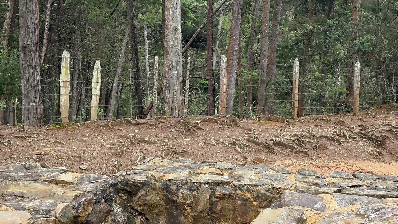 田舎のミルフがフェアで私にちょっかいを出してきて、森で会う