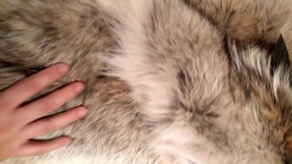 my fur fetish