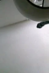 She have 3 step daughters