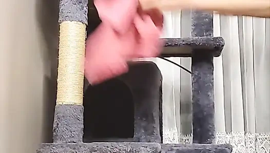 Stuck Shiloh : Cathouse Edition