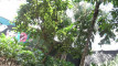Pratinjau video