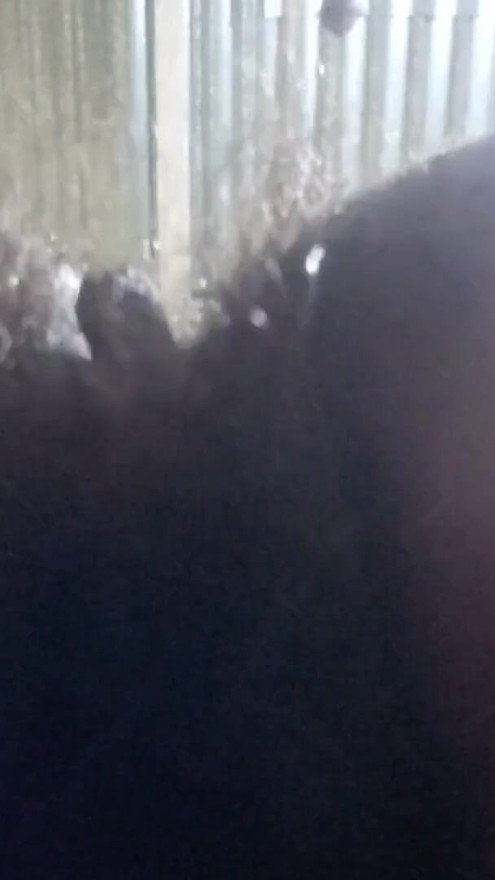 Natural Hairy Beauty – Authentic Amateur POV with Real Unfiltered Look | Clip 1
