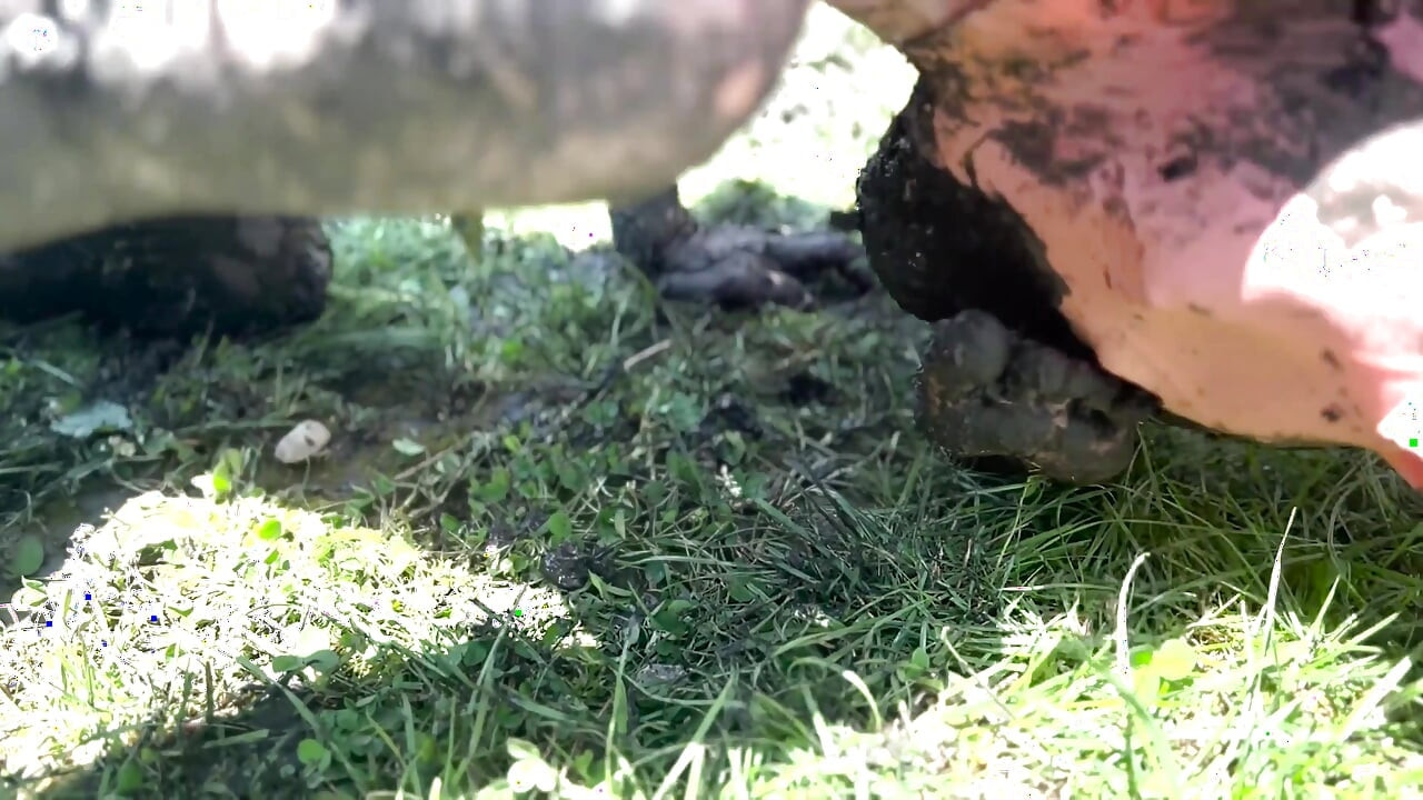 Piggy Humiliation in Mud, Playing with Nettles and Licking Our Feet Nice and Clean