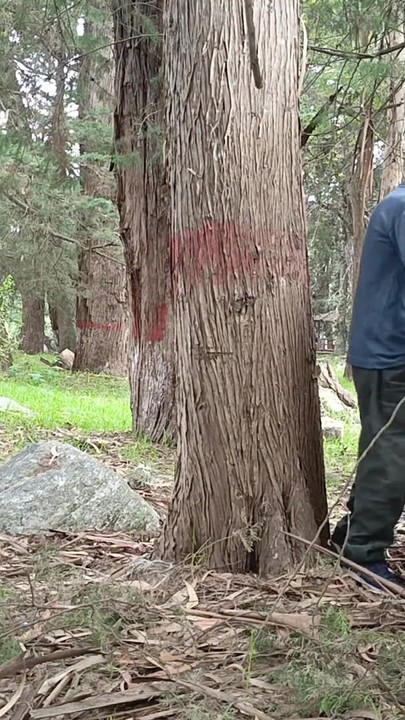 Episkt ögonblick från "Jag knullar en vacker skolflicka i hennes uniform i skogen"