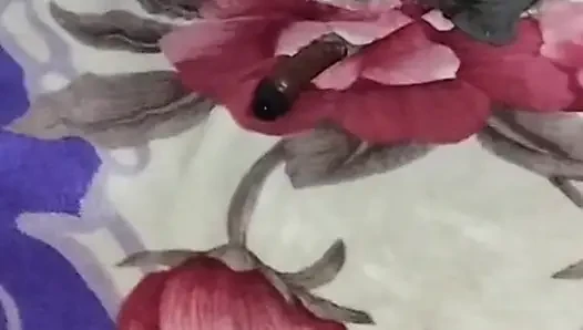 Kelinci seksi