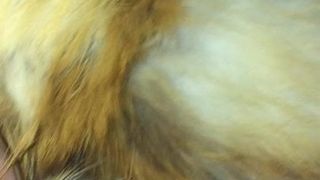 Éjaculation sur un manteau de fourrure de renard roux