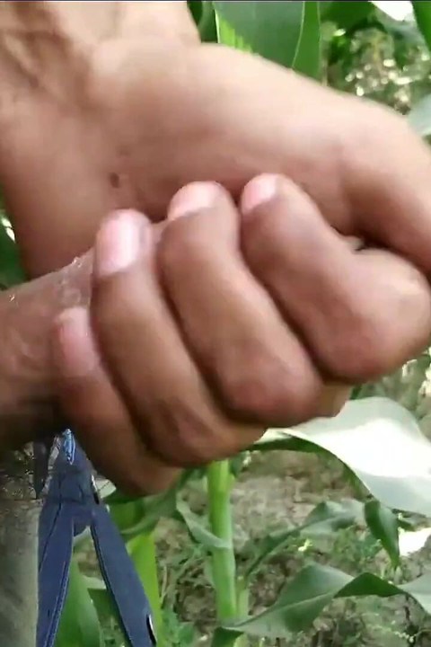 Peluda gay pornô vídeos punheta e ejaculação em plantas