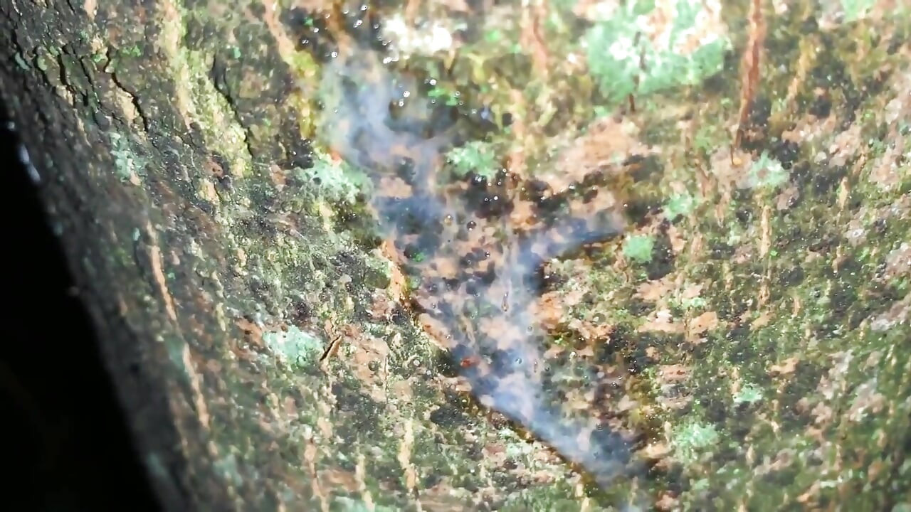 Cumshot on a Tree and Close up Look on My Fresh Load