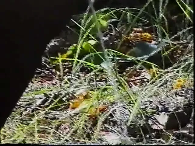 Italian mature in forest
