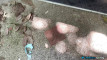 Pregled videozapisa