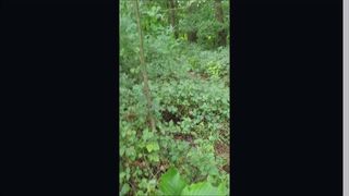 Wytrysk szybko w lesie