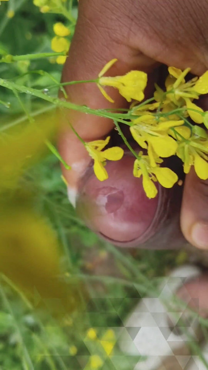 "I went to the mustard field and saw my stepaunt and started jerking | Clip 1