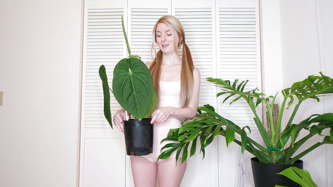 Plantas de julho