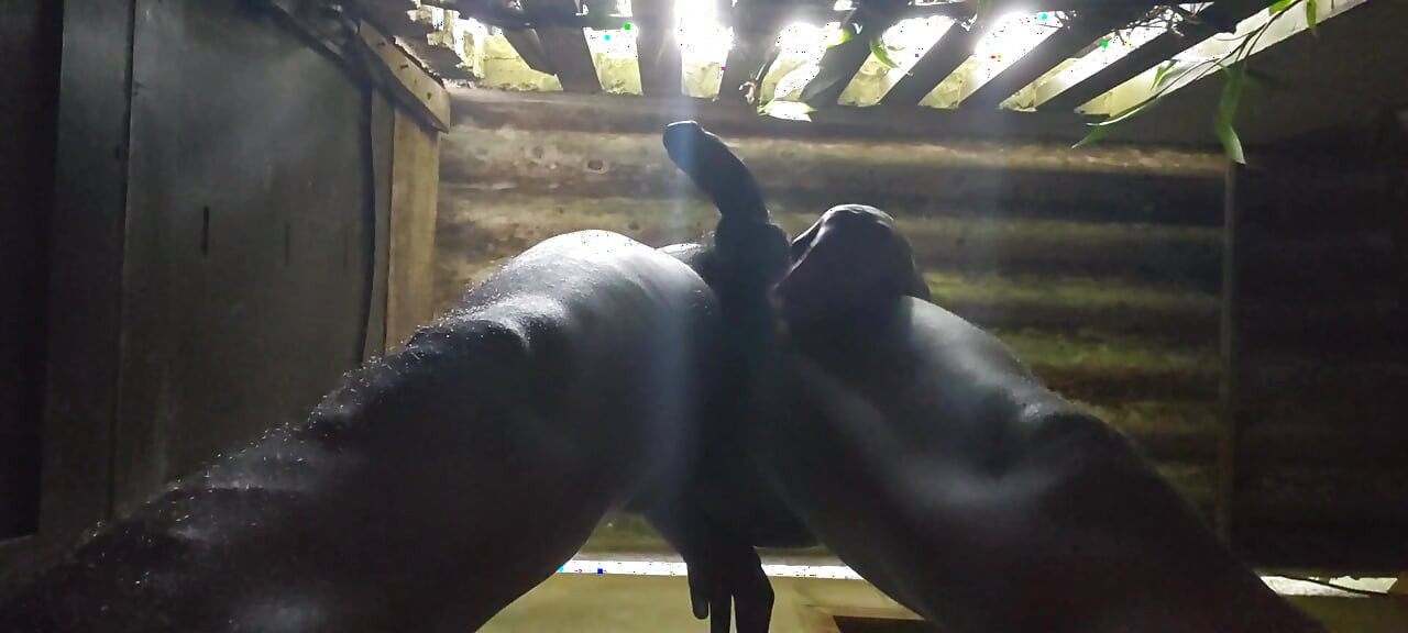 I love to play with my balls and black dick