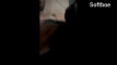Pratinjau video