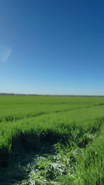 Deep Green Field Of Experiments | Clip 2