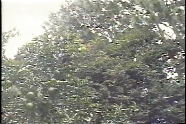 Shemale Heart Throbs