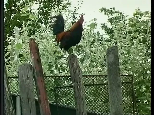 Horny cock sucking guy gets ass ravaged while fucking a hot bitch on the lawn