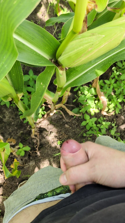 Mısır 🌽 tarlasında hızlı mastürbasyon