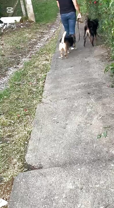 他吮吸它非常美味