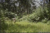 Pratinjau video