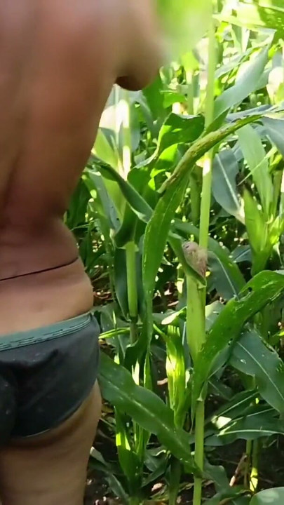 Gaon ki desi ladki ko makki ke khet mein nangi karke munh mein lauda chuswa karke uski chut chodi Puri nangi kar di tan per ek kapda bhi nah | Clip 1