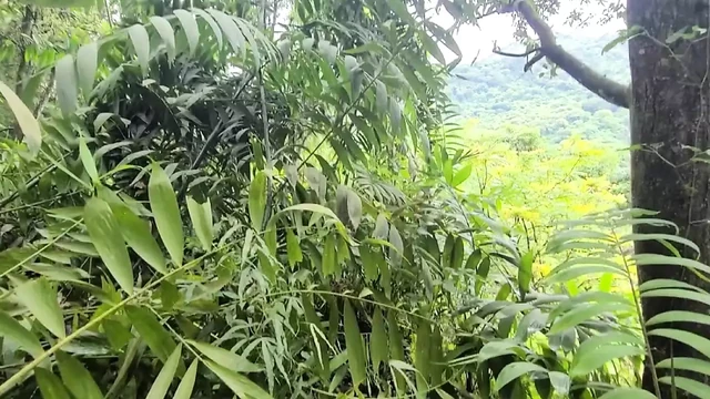 Jungle Big Ass For Big Dick Desi Bhabhi Jerking Off