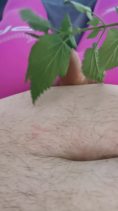 I pamper my little cock with a nettle.