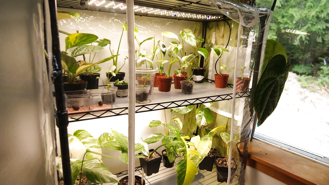 Moving My Plants Indoors