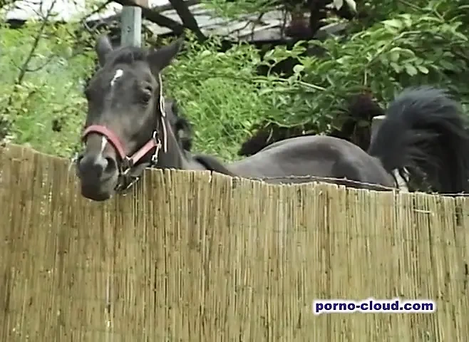 Grannys summer fuck – DVD