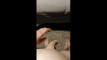 Pregled videozapisa