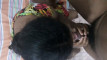 Pratinjau video