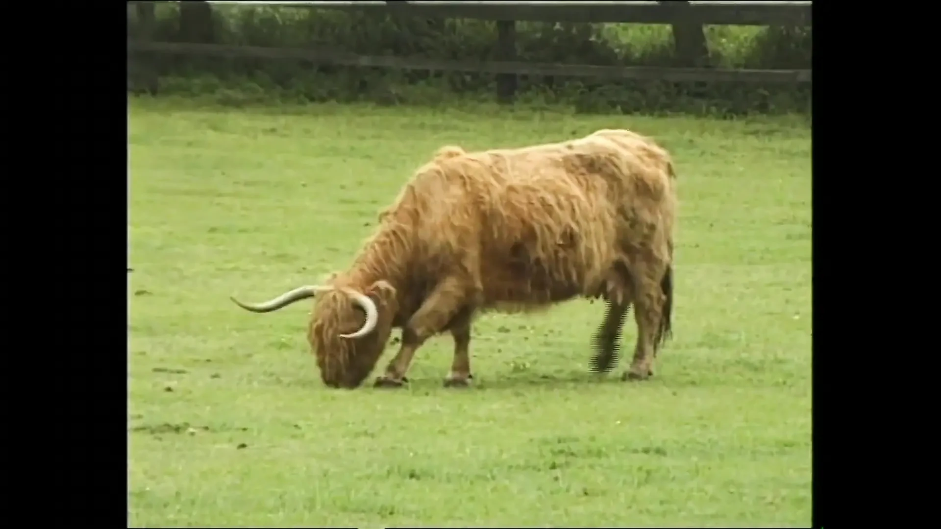 Dina Pearl,silvia Saint - compilation,cumshot