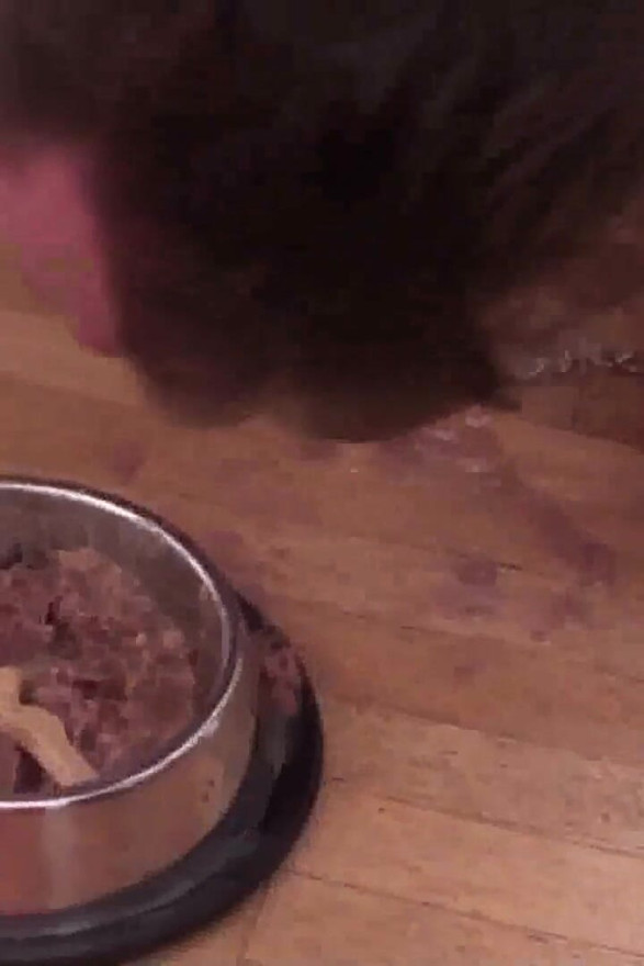 Good pet follows owner's every command