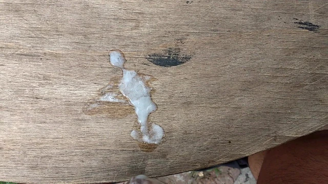 My cock, semen for all (Mi verga, semen para todos)