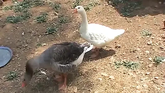 To Spend Time in the Country, There's Nothing Better Than Fucking!