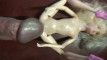 Pregled videozapisa