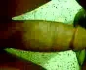 my bbc