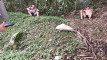 Pratinjau video