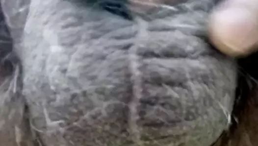 benim küçük horoz işiyor