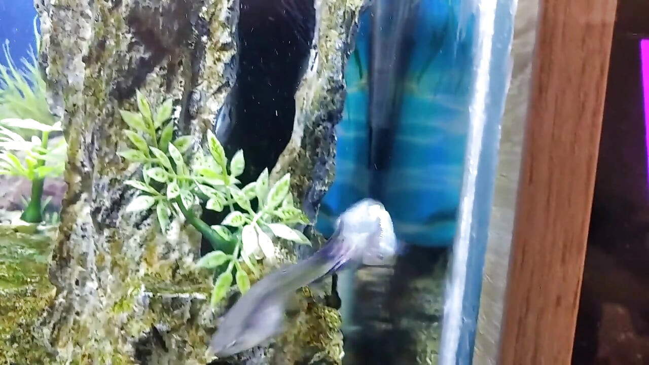 Stepdaddy's Stepson Masturbates His Big Fat Cock in Front of His Precious Aquarium!