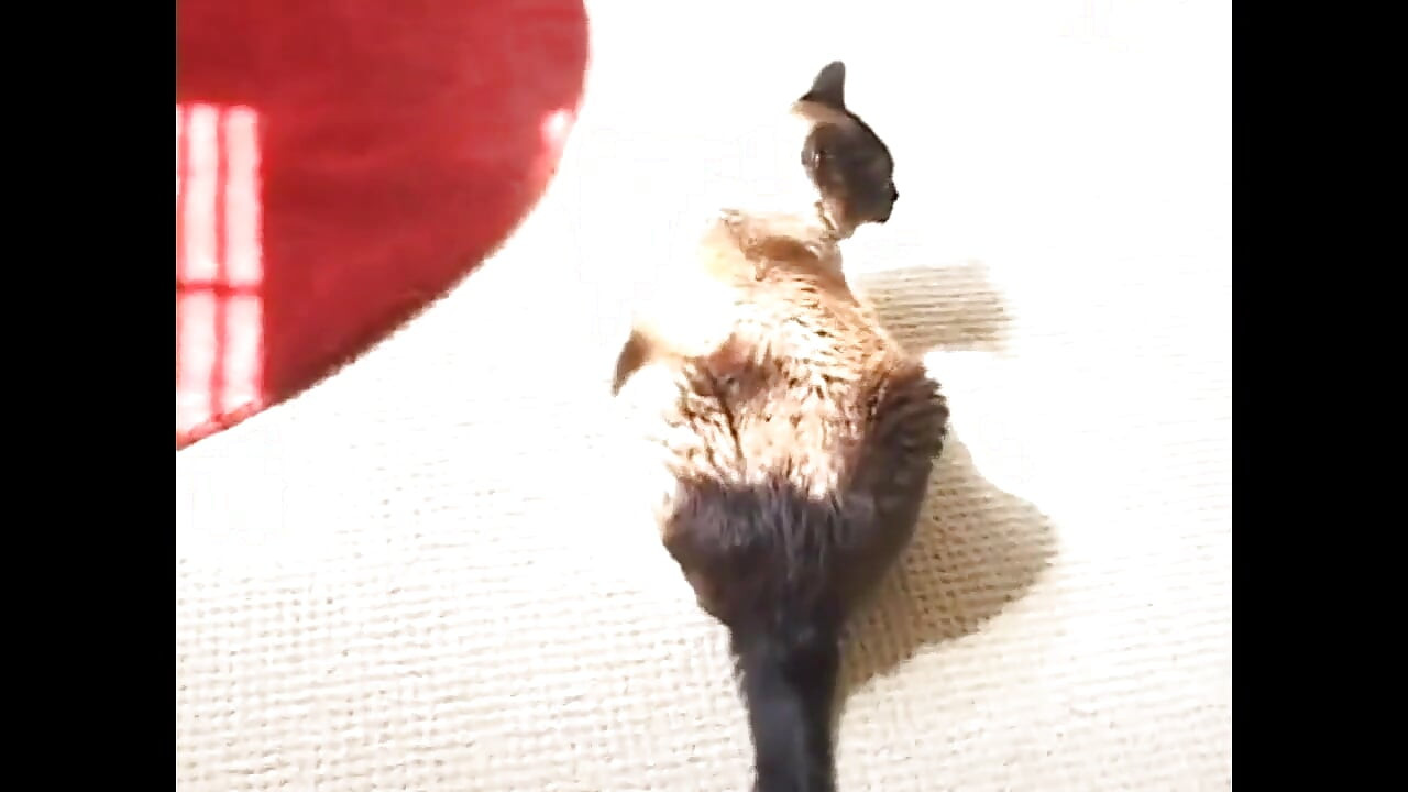 Teen with Nice Tits Fucked and Cumshot with a Handjob From a Huge Cock