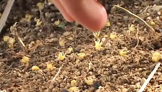 Brünette süße mit kleinen titten wird im freien in allen positionen geritten