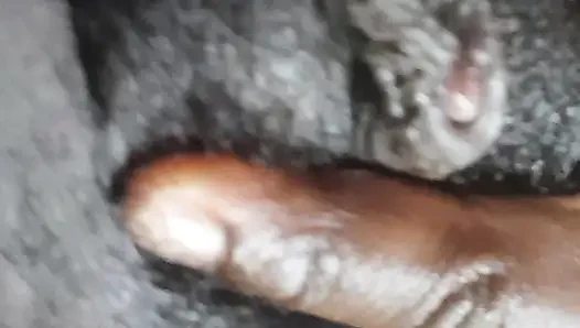 German fat hairy black pussy closeups